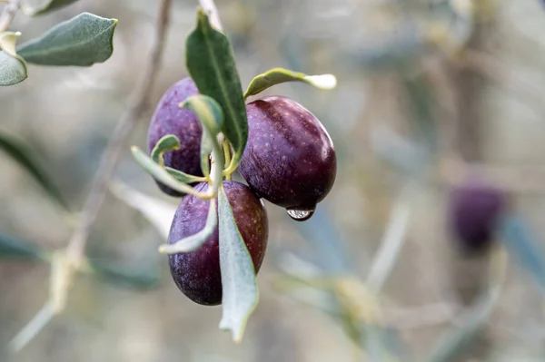 Close Photo Olive Branch Twig Ripe Olives Green Leaves Symbol — Foto de Stock