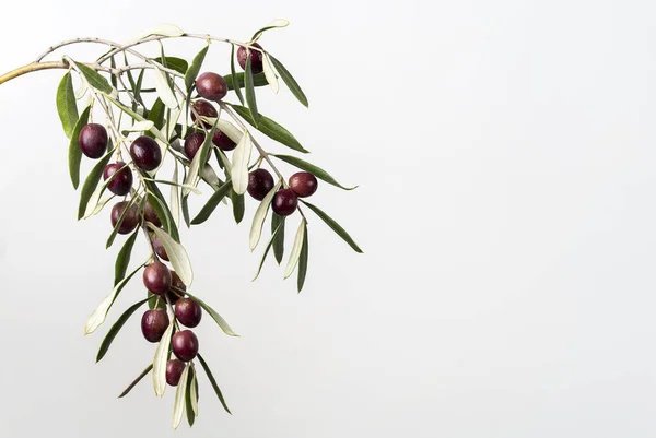 Close Photo Olive Branch Twig Ripe Olives Green Leaves Symbol — Foto de Stock