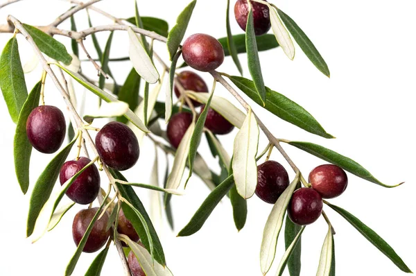 Close Photo Olive Branch Twig Ripe Olives Green Leaves Symbol — Foto de Stock
