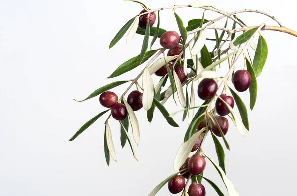 Close Photo Olive Branch Twig Ripe Olives Green Leaves Symbol — Foto de Stock