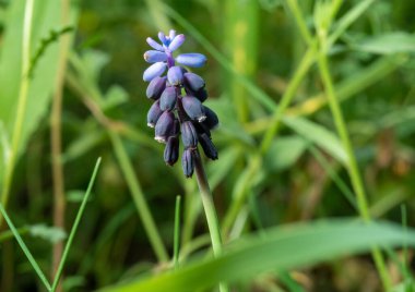 Close up photo of common grape hyacinth.