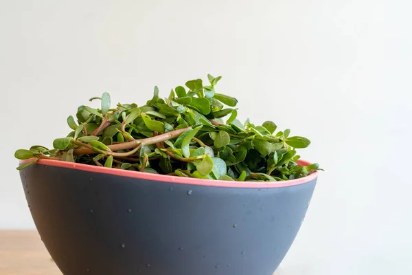 Close Photo Green Fresh Raw Purslane Bowl — Zdjęcie stockowe