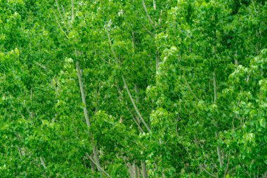 Close up photo of multiple poplar trees growing for wood timber or paper production as a raw material.