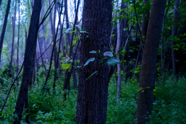 Close Background Photo Forest Woods Moody Creepy Spooky Haunted Swamp - Stock-foto