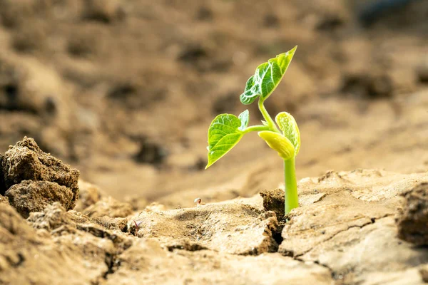 Macro Photo Cracked Dry Soil Newly Growng Plant Concept Drought — Fotografia de Stock