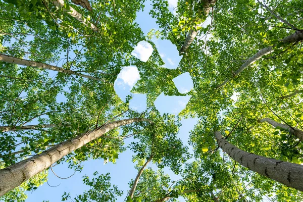 Below photo of poplar trees and recycle icon design on sky as a symbol of clean air quality. Concept of reducing carbon emissions and air pollution.