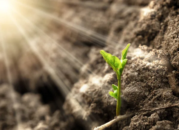 Close Photo Growing Sprout Harsh Sunlight Symbol Agricultural Plant Growth — Fotografia de Stock