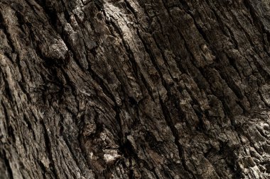 Makro fotoğraf bir ağaç doku.