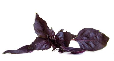Close up photo of red, purple, dark basil on isolated white background.