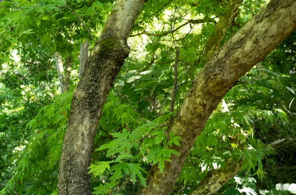 Закрыть Фотографию Сикамора Ветвями Листьями Заднем Плане — стоковое фото