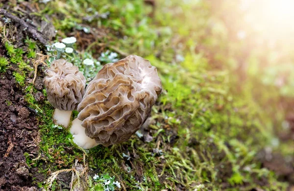 Macro Shot Morchella Esculenta Growing Woods Common Morel Yellow Morel — Stock Photo, Image