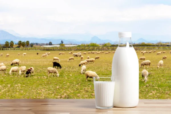 Sheep milk in bottle and glass on foreground, Sheeps feeding themselves on background.