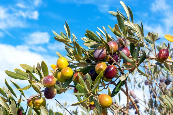 Ripe Olives Hanging Branch Olive Harvesting Concept — Foto de Stock