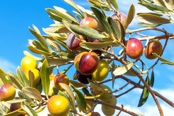 Ripe Olives Hanging Branch Olive Harvesting Concept — Foto de Stock