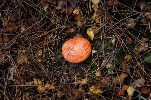 Edible Wild Saffron Milk Cap Mushrooms Growing Habitat Lactarius Deliciosus — Stock Photo, Image