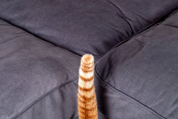 Domestic Tabby Cat Tail Home Furniture Background — Stockfoto