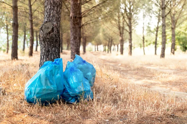 Volunteer man collecting plastic wastes under pine trees. Selective focus.