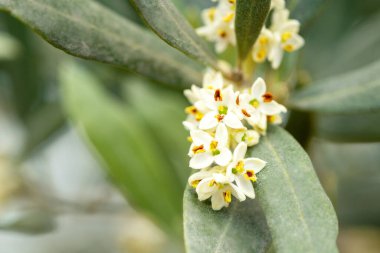 Macro photo of olive trees blossoming in spring.