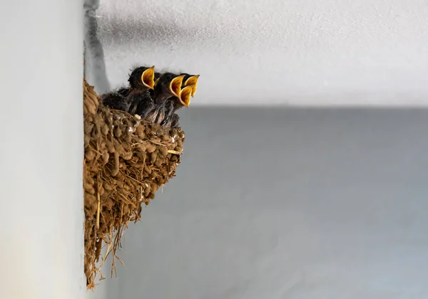 Hungry Newborn Swallows Screaming Food Nest — Stock Photo, Image