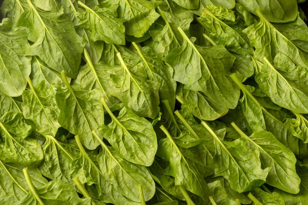 Close Photo Green Spinach Leaves — Zdjęcie stockowe