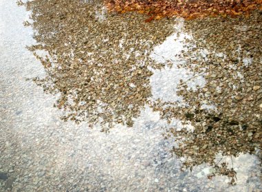 Reflective puddle and shade of tree branches. autumn concept.