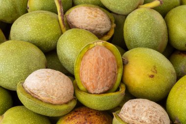 Hands openning newly collected fresh walnuts gathered together.