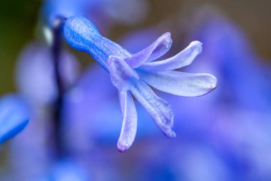 Close up photo of hyacinth flower.