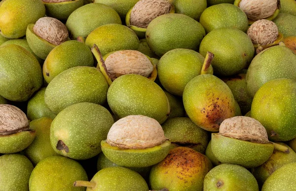 Hands openning newly collected fresh walnuts gathered together.