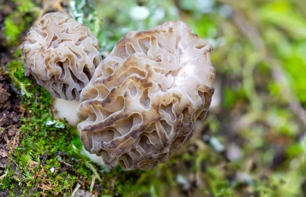 Macro Shot Morchella Esculenta Growing Woods Common Morel Yellow Morel — Stock Photo, Image