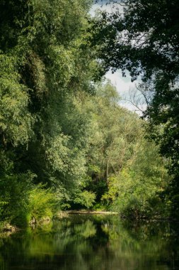 River surrounded by trees at Zakarpattya (Ukraine)