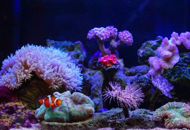 Tropikal deniz, balık ve mercanların güzel sualtı dünyası