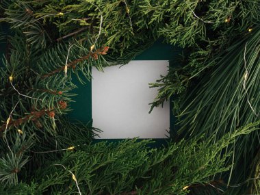 Yaratıcı doğa geçmişi. Arka planda kozalaklı iğnelerden oluşan koyu yeşil çam dalları. Minimum Noel soyut orman kompozisyonu. Beyaz kağıt çerçeve kopyalama alanı.