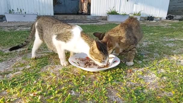Photo Taken Biluhu Beach Gorontalo City August 2022 Two Cat — Wideo stockowe