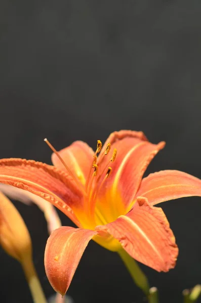 Gyönyörű Narancssárga Liliom Virág — Stock Fotó