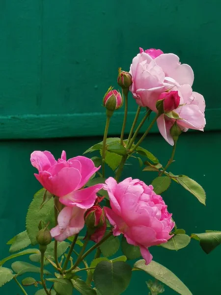 Bahçedeki Güzel Pembe Gül Çiçeği — Stok fotoğraf