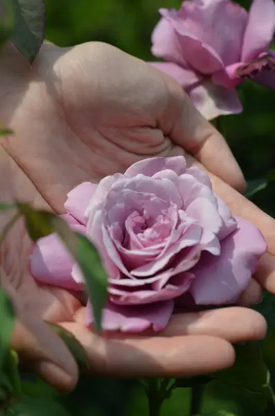 Крупным Планом Женской Руки Розовым Цветком Зеленом Фоне Размытым Солнечным — стоковое фото