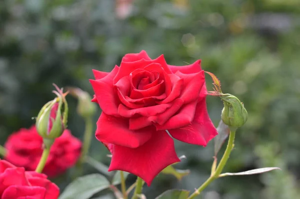 Красные Розы Зеленом Фоне — стоковое фото