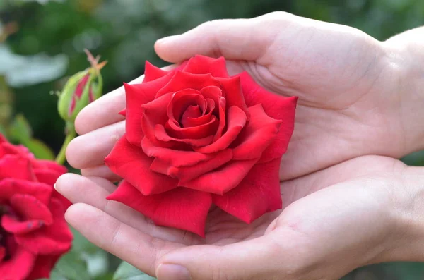 Primer Plano Una Mano Sosteniendo Una Rosa Roja —  Fotos de Stock