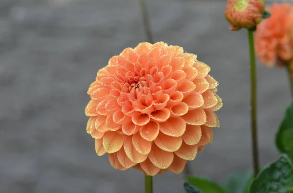 Fleur Dahlia Jaune Dans Jardin — Photo