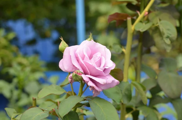 Hermosas Rosas Rosadas Jardín —  Fotos de Stock