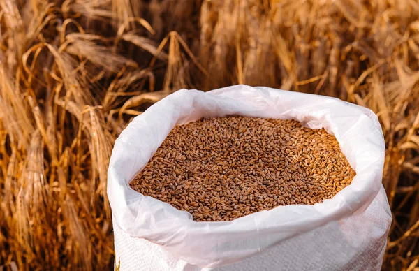 wheat grains in a bag with ears