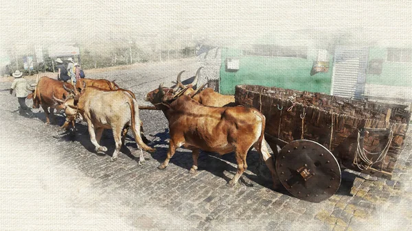 Man Driving Oxen Pulling Cart Street — Photo