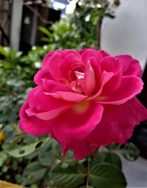 Closeup Portrait Pink Rose Slightly Blurry Background — Stok fotoğraf