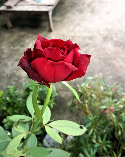 Closeup Portrait Red Rose Slightly Blurry Background Clicked Garden — 图库照片