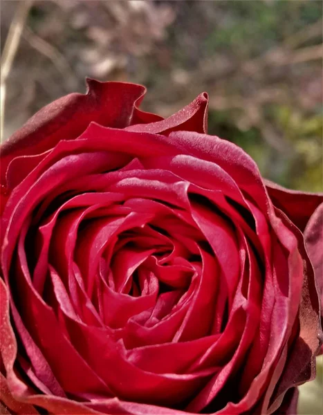 Beautiful Red Rose Flower Close Selective Focus Slight Blur Background — Stockfoto