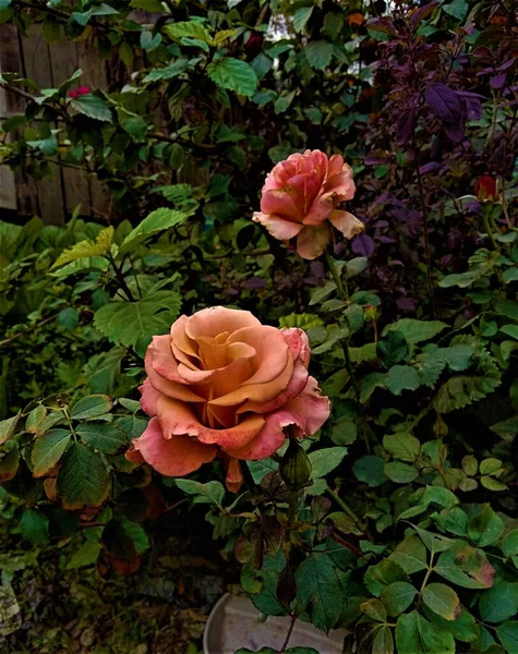 Beautiful Orange Roses Closeup Leafy Blurry Background — Foto Stock