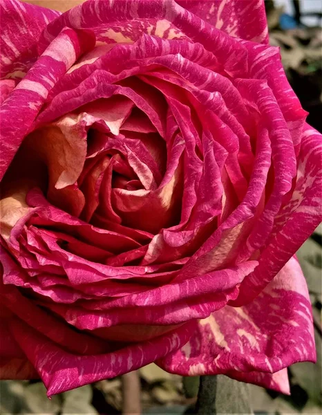 Closeup Portrait Pink Rose Flower Garden Selective Focus — 图库照片