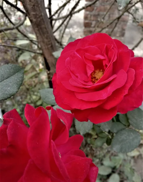 Portrait Red Rose Glowing Bright Clicked Little Garden — Foto Stock