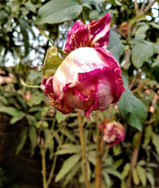 Portrait Red Rose Bud Blooming Clicked Garden — Fotografia de Stock