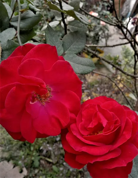 Portrait Red Rose Glowing Bright Clicked Little Garden — Foto de Stock
